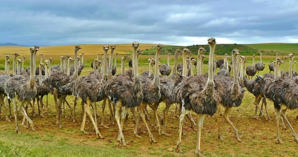 Oudtshoorn Travel Guide: The Ostrich Capital of the World