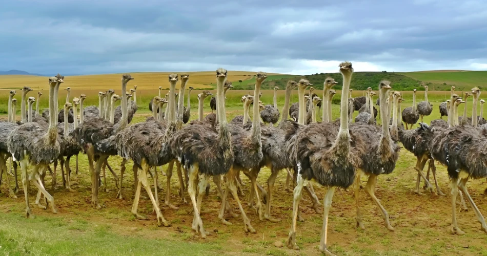 Things to Do in Oudtshoorn, South Africa: The Ultimate Adventure Guide