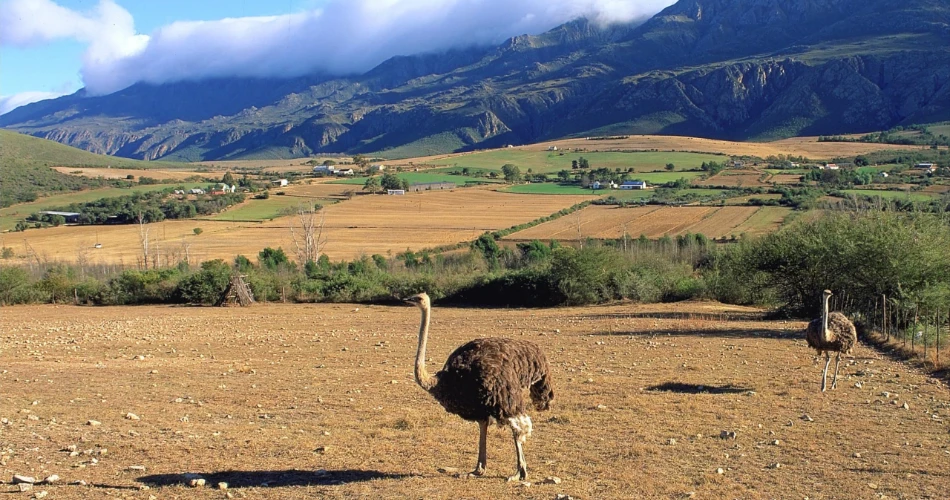 Things to Do in Oudtshoorn, South Africa: The Ultimate Adventure Guide